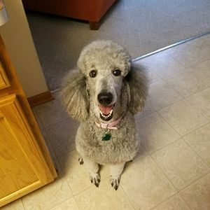 Meet your Posher, Tara